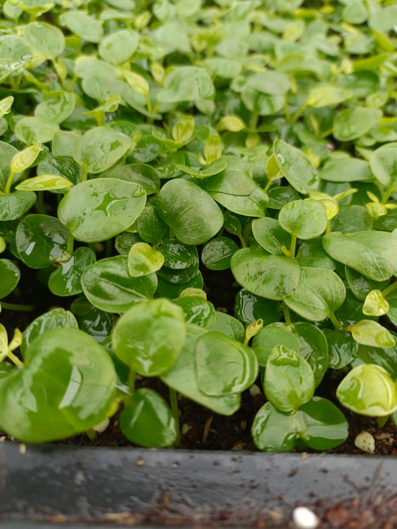 鹅掌柴苗盆栽花卉室内观叶植物四季常青绿植鸭脚木苗