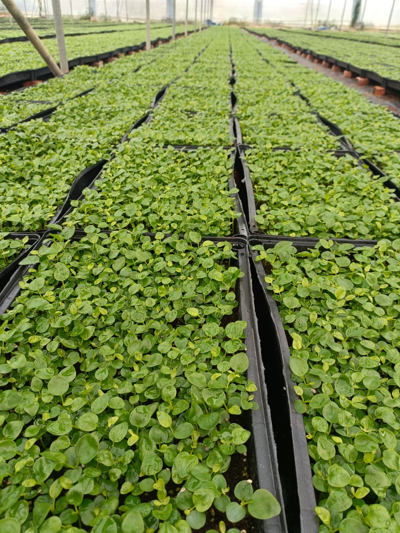 鹅掌柴苗盆栽花卉室内观叶植物四季常青绿植鸭脚木苗