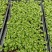 鹅掌柴苗盆栽花卉室内观叶植物四季常青绿植鸭脚木苗