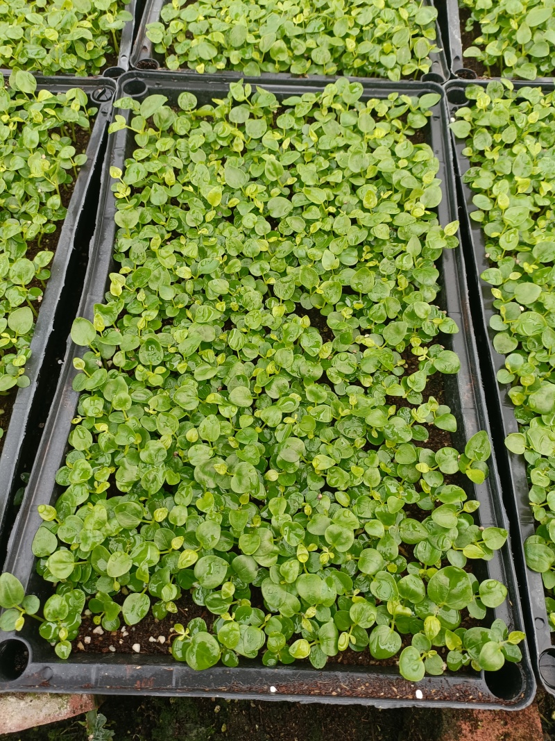 鹅掌柴苗盆栽花卉室内观叶植物四季常青绿植鸭脚木苗