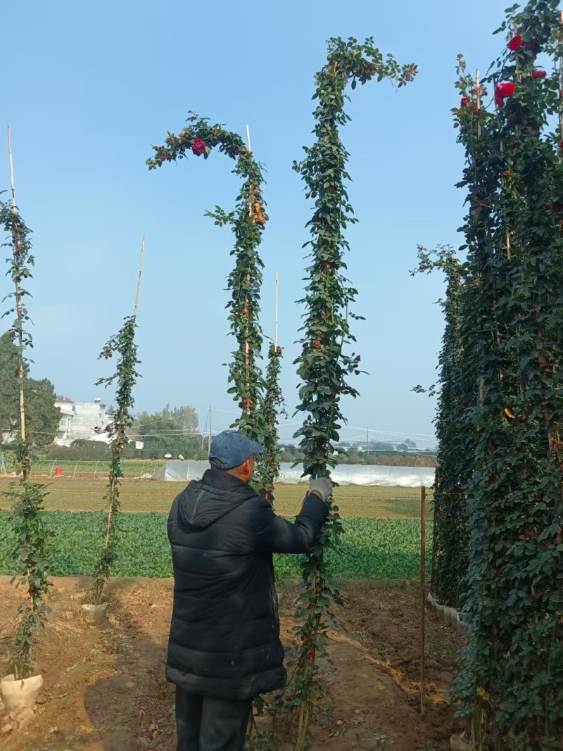 藤本月季基地直供球型饱满欢迎实地考察各种规格齐全