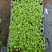 鹅掌柴苗盆栽花卉室内观叶植物四季常青绿植鸭脚木苗