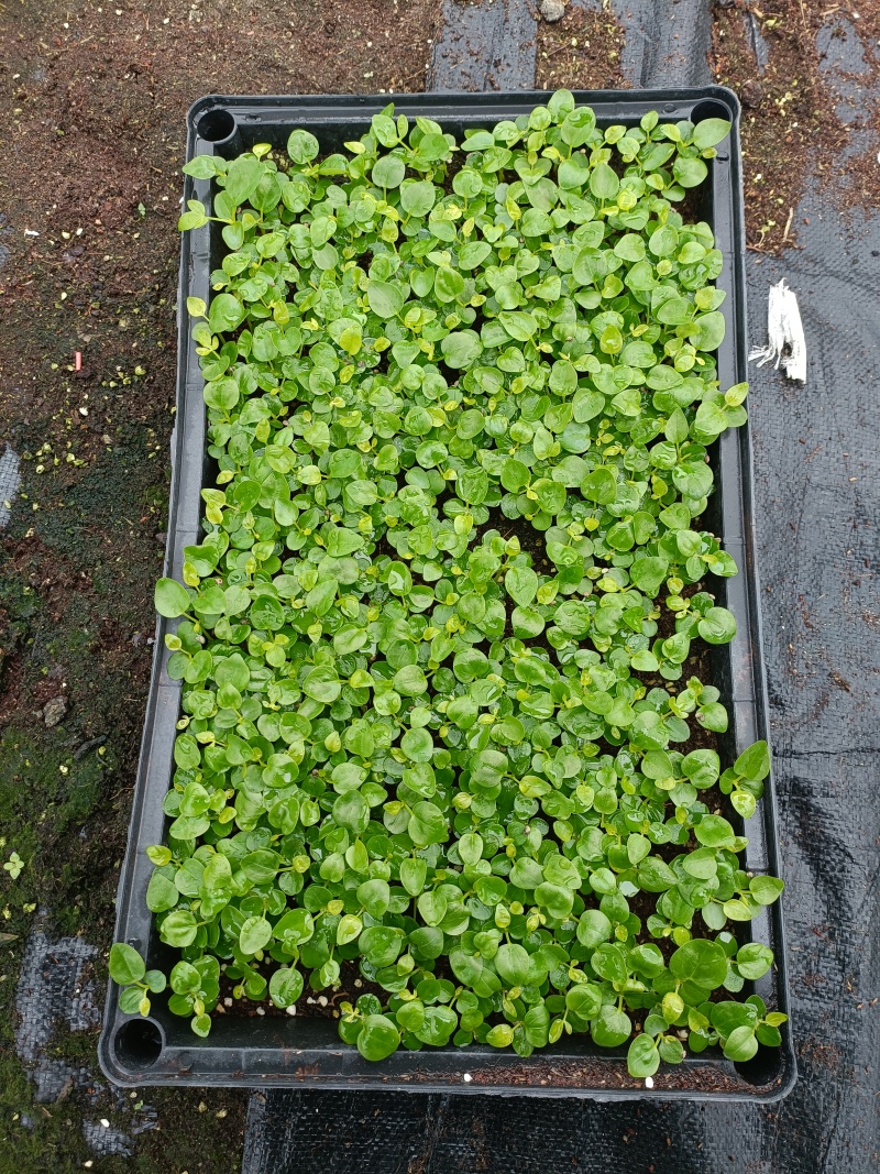 鹅掌柴苗盆栽花卉室内观叶植物四季常青绿植鸭脚木苗