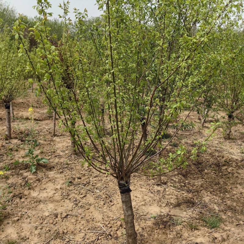 红梅基地直供树型饱满各种规格齐全欢迎实地考察