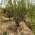 红梅基地直供树型饱满各种规格齐全欢迎实地考察
