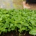 鹅掌柴苗盆栽花卉室内观叶植物四季常青绿植鸭脚木苗