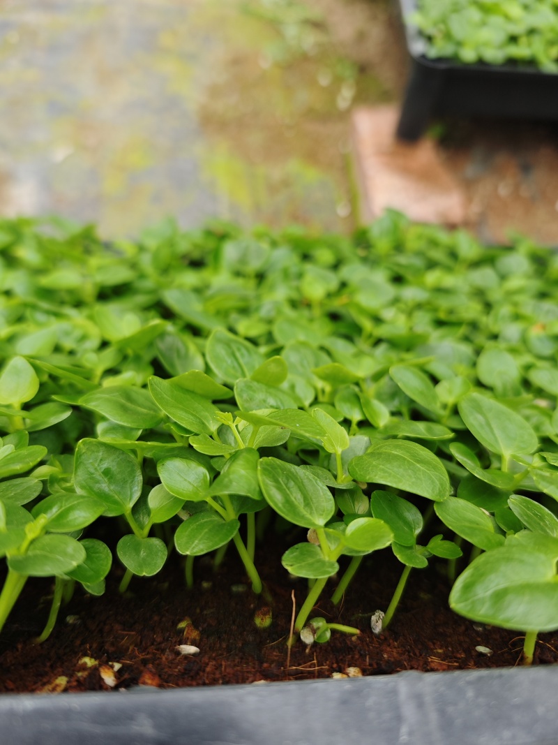 鹅掌柴苗盆栽花卉室内观叶植物四季常青绿植鸭脚木苗
