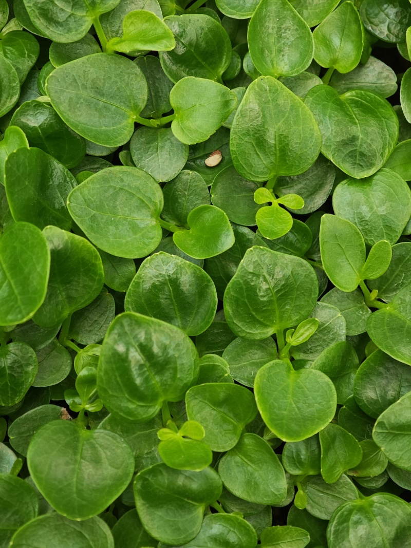 鹅掌柴苗盆栽花卉室内观叶植物四季常青绿植鸭脚木苗