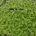 鹅掌柴苗盆栽花卉室内观叶植物四季常青绿植鸭脚木苗