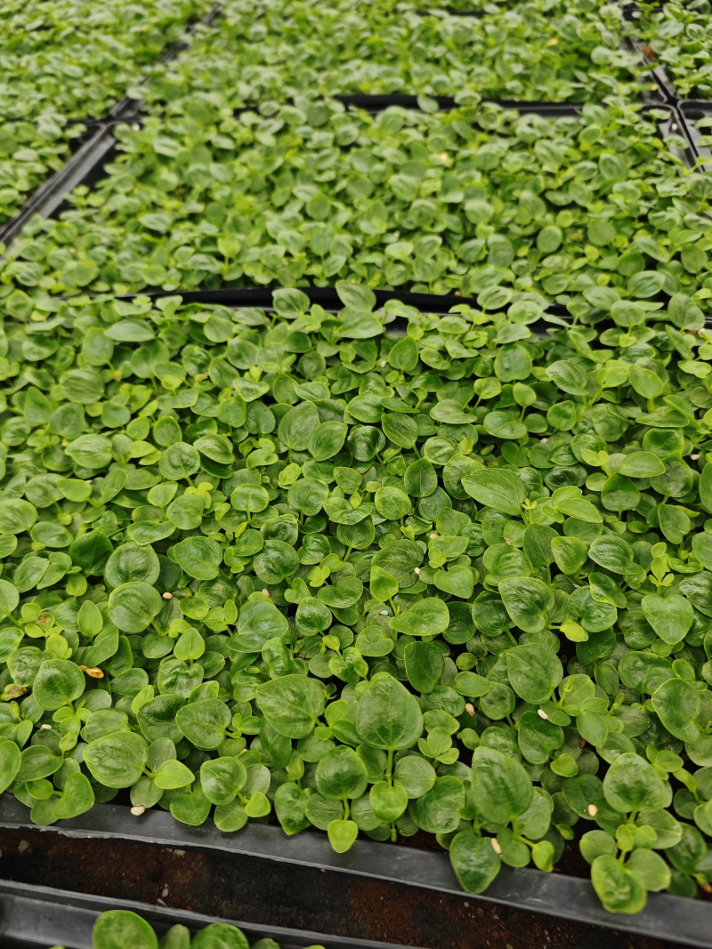 鹅掌柴苗盆栽花卉室内观叶植物四季常青绿植鸭脚木苗