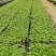 鹅掌柴苗盆栽花卉室内观叶植物四季常青绿植鸭脚木苗