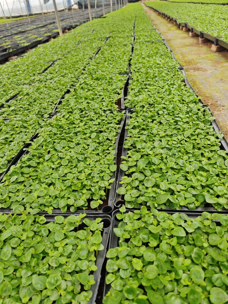 鹅掌柴苗盆栽花卉室内观叶植物四季常青绿植鸭脚木苗