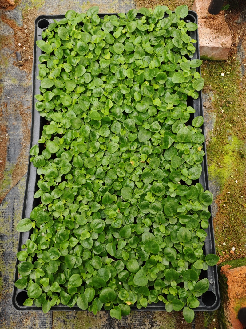 鹅掌柴苗盆栽花卉室内观叶植物四季常青绿植鸭脚木苗