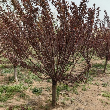 美人梅基地直供植株健壮各种规格齐全欢迎实地考察