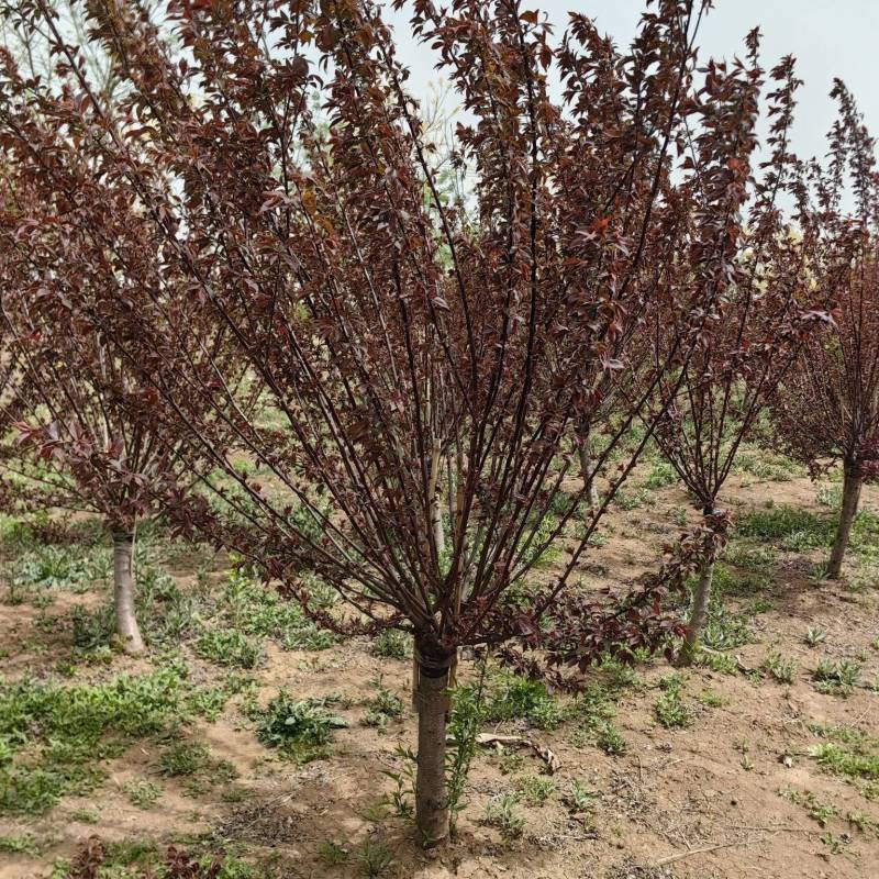 美人梅基地直供植株健壮各种规格齐全欢迎实地考察