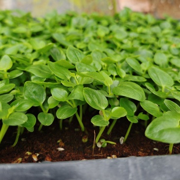 鹅掌柴苗盆栽花卉室内观叶植物四季常青绿植鸭脚木苗