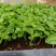 鹅掌柴苗盆栽花卉室内观叶植物四季常青绿植鸭脚木苗