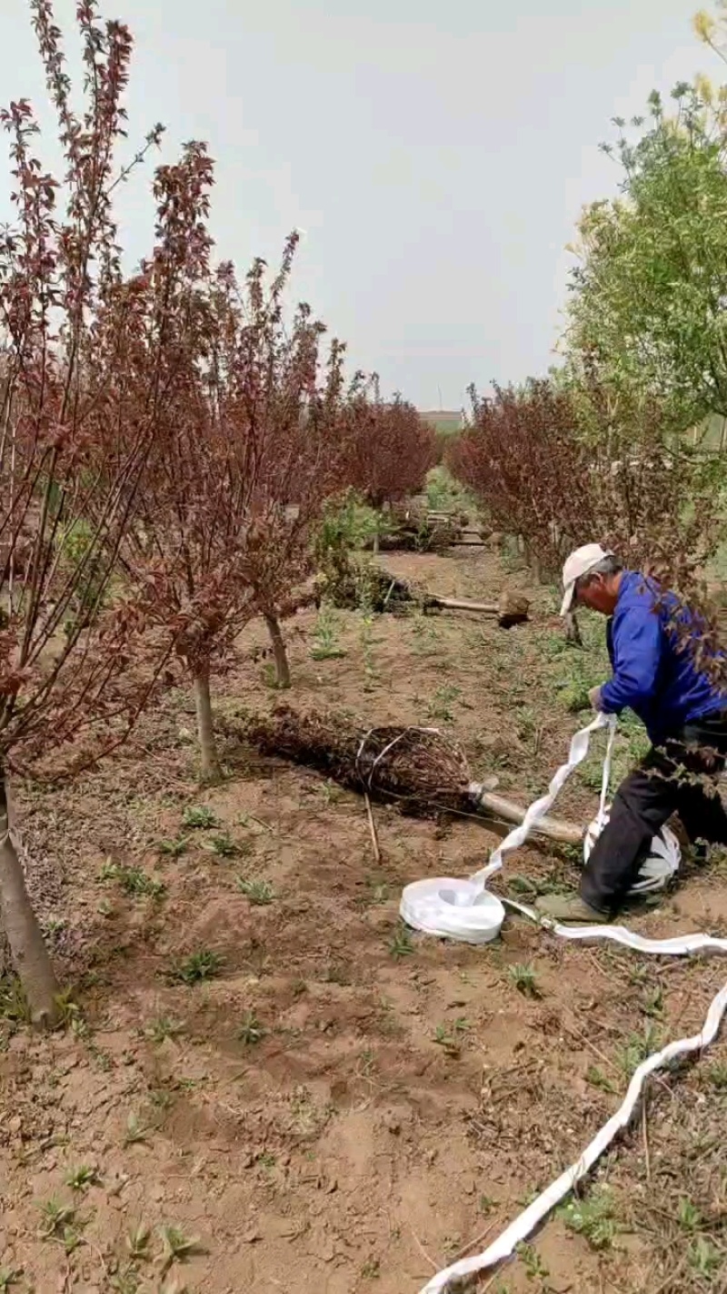 美人梅基地直供植株健壮各种规格齐全欢迎实地考察