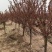 美人梅基地直供植株健壮各种规格齐全欢迎实地考察