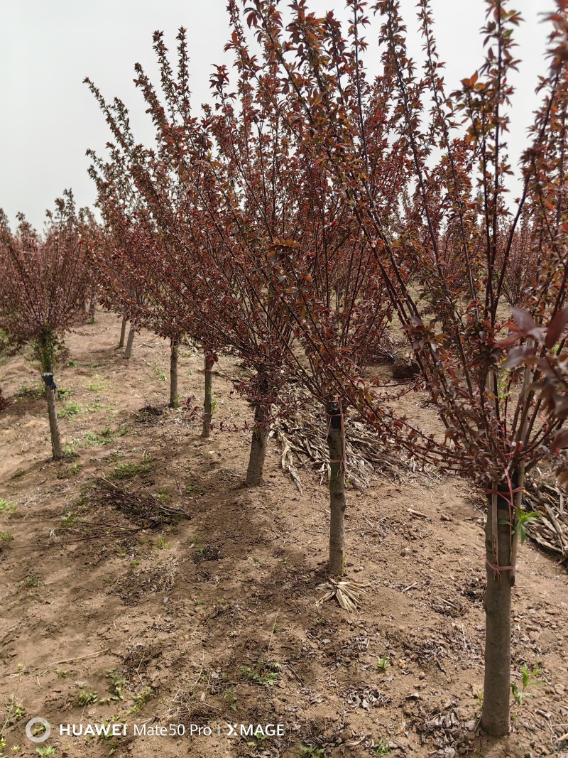 美人梅基地直供植株健壮各种规格齐全欢迎实地考察