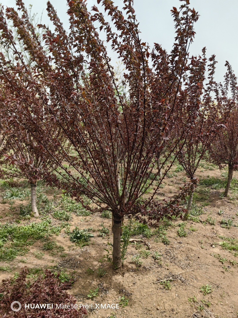 美人梅基地直供植株健壮各种规格齐全欢迎实地考察