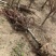美人梅基地直供植株健壮各种规格齐全欢迎实地考察