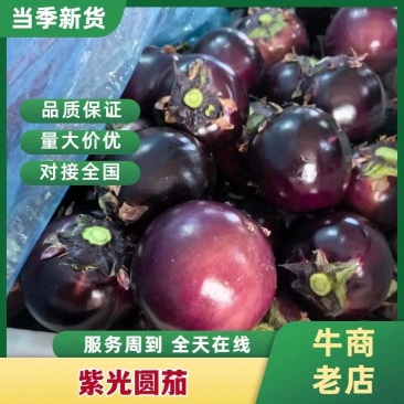 蔬菜产地紫光园茄子大量供货中代收代发，全国各地提供各种包装