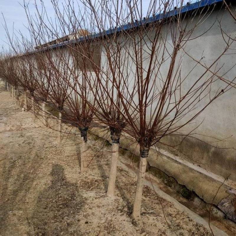 榆叶梅基地直供树形饱满欢迎实地考察各种规格齐全