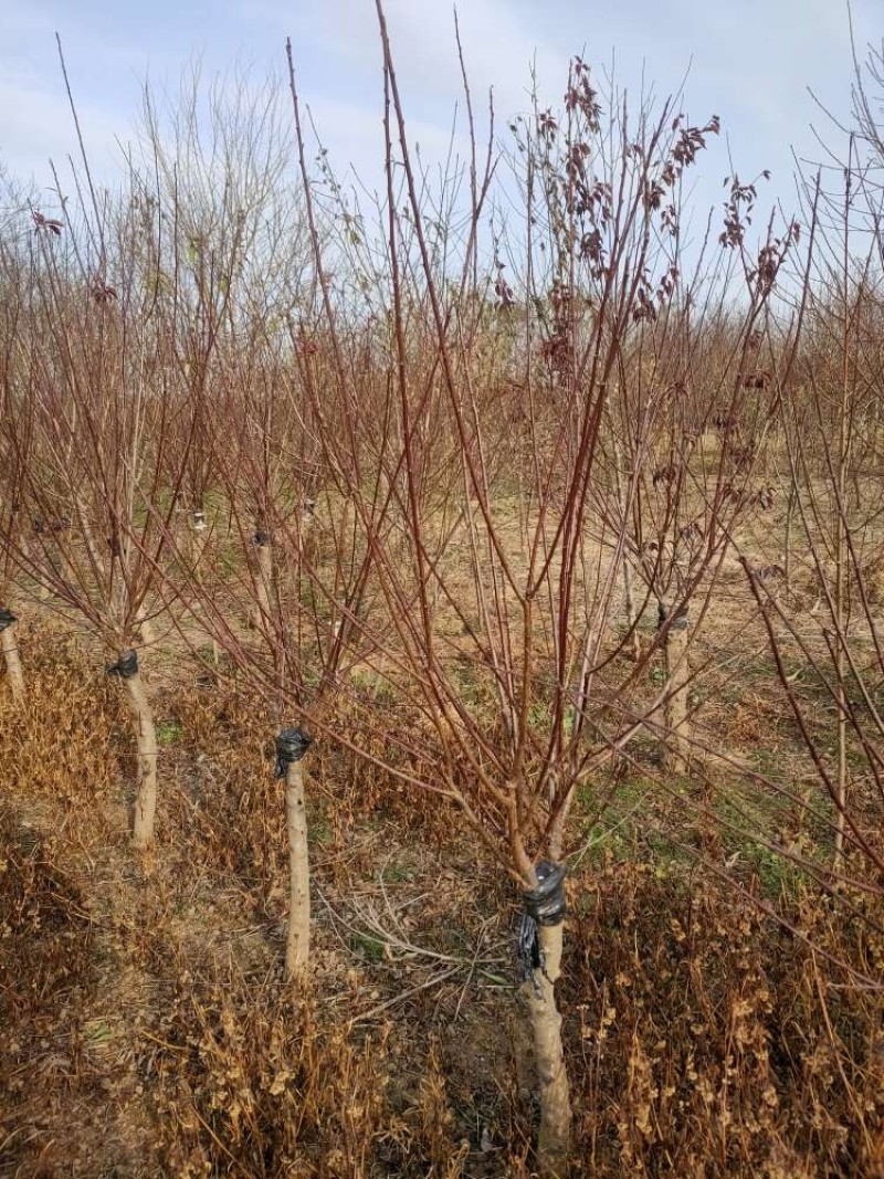 榆叶梅基地直供树形饱满欢迎实地考察各种规格齐全