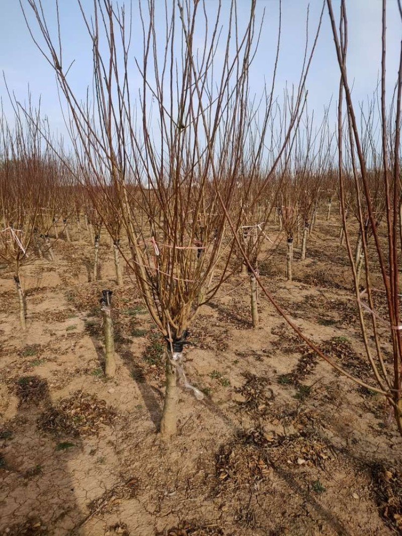 榆叶梅基地直供树形饱满欢迎实地考察各种规格齐全