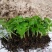 鹅掌柴苗盆栽花卉室内观叶植物四季常青绿植鸭脚木苗