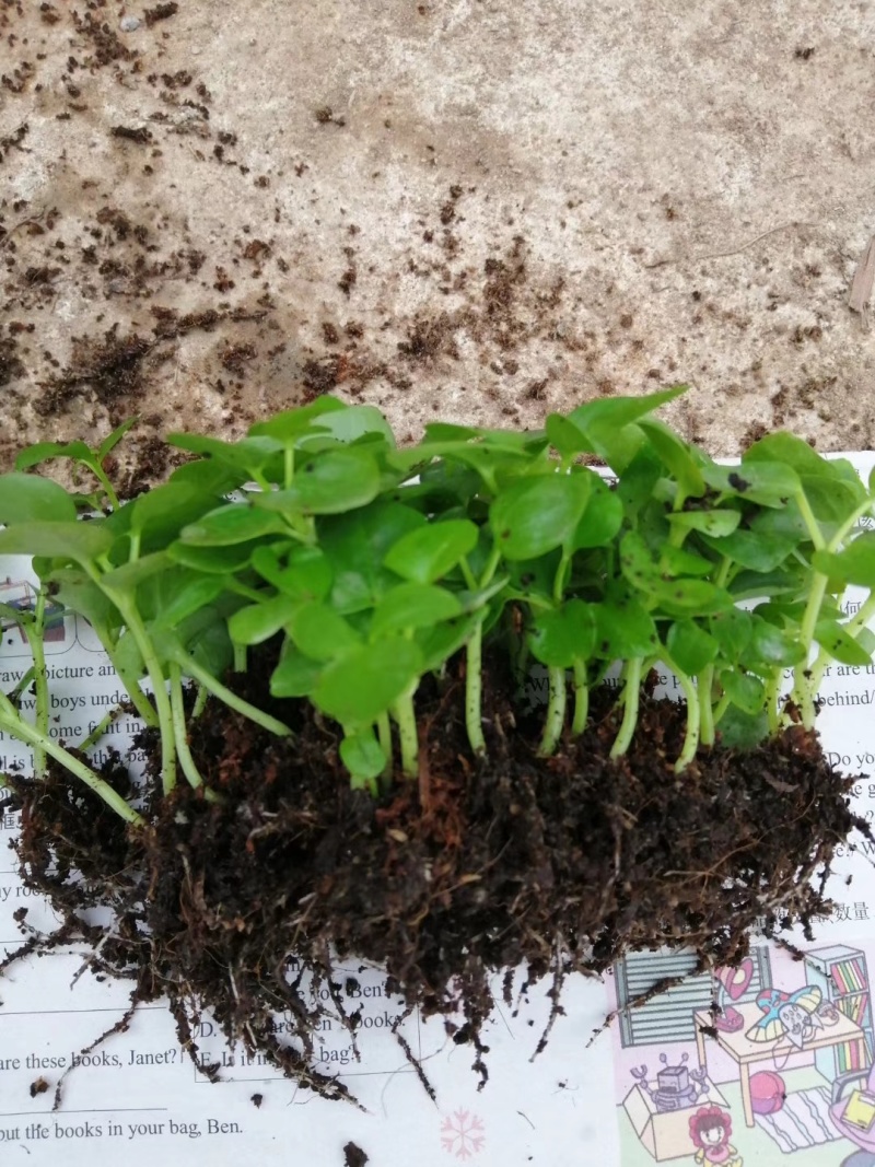 鹅掌柴苗盆栽花卉室内观叶植物四季常青绿植鸭脚木苗