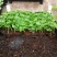 鹅掌柴苗盆栽花卉室内观叶植物四季常青绿植鸭脚木苗