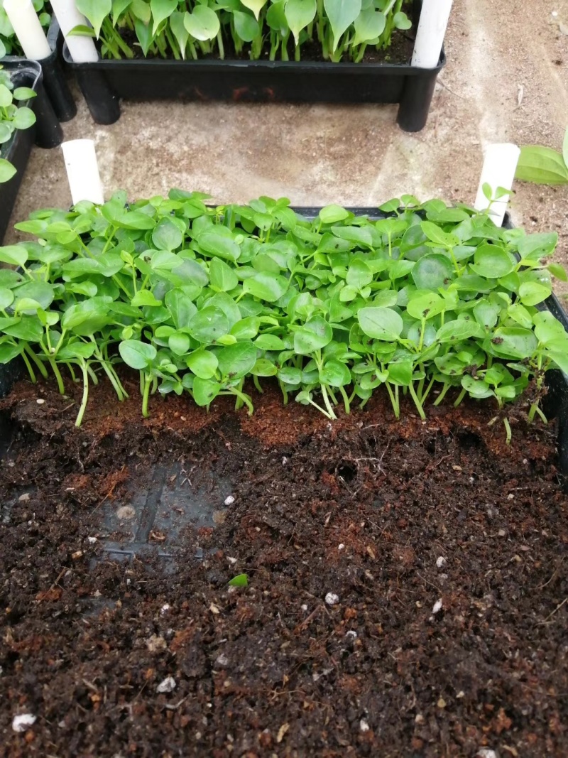 鹅掌柴苗盆栽花卉室内观叶植物四季常青绿植鸭脚木苗