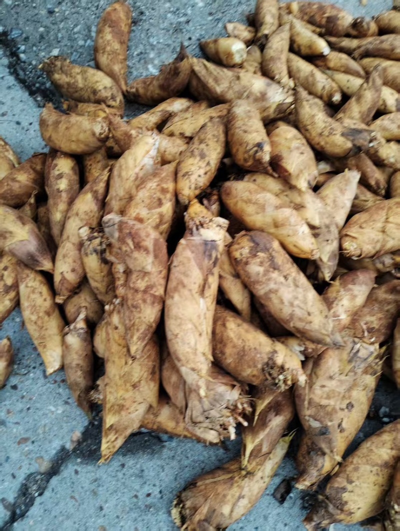 冬笋，味鲜肉厚，基地直发，支持视频看货，欢迎电话联系。