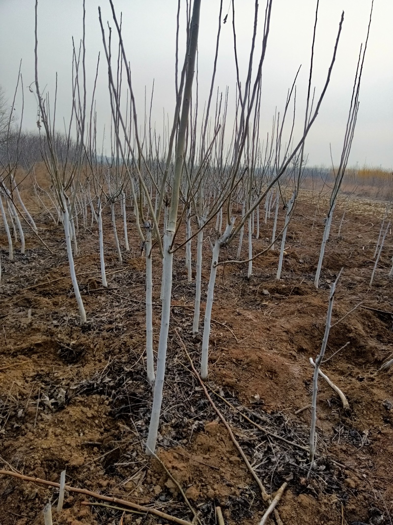 核桃苗嫁接核桃苗占地核桃树苗河北苗圃直发质量保证