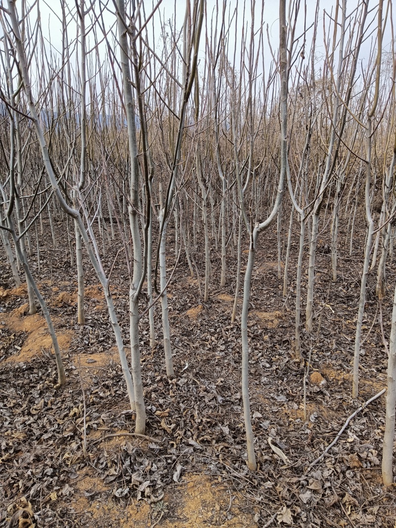 核桃苗嫁接核桃苗占地核桃树苗河北苗圃直发质量保证