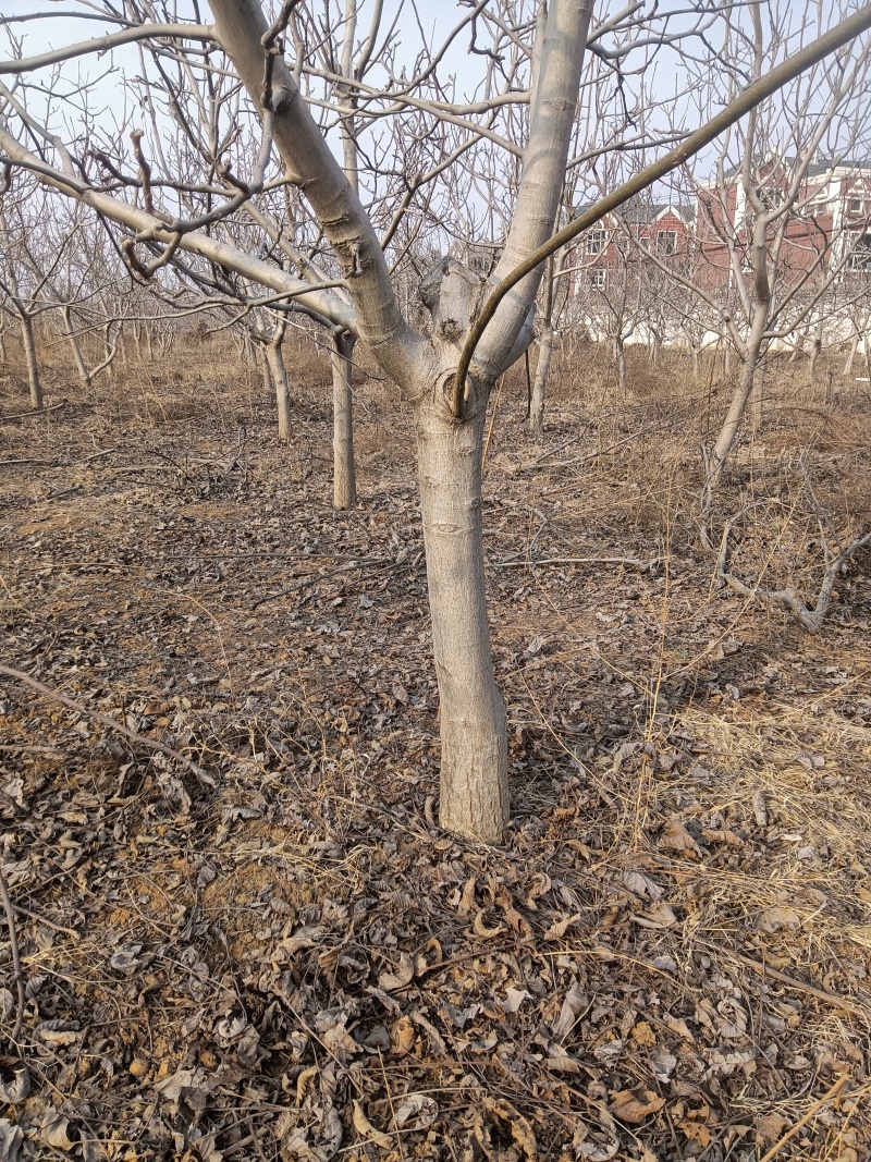 核桃苗嫁接核桃苗占地核桃树苗河北苗圃直发质量保证
