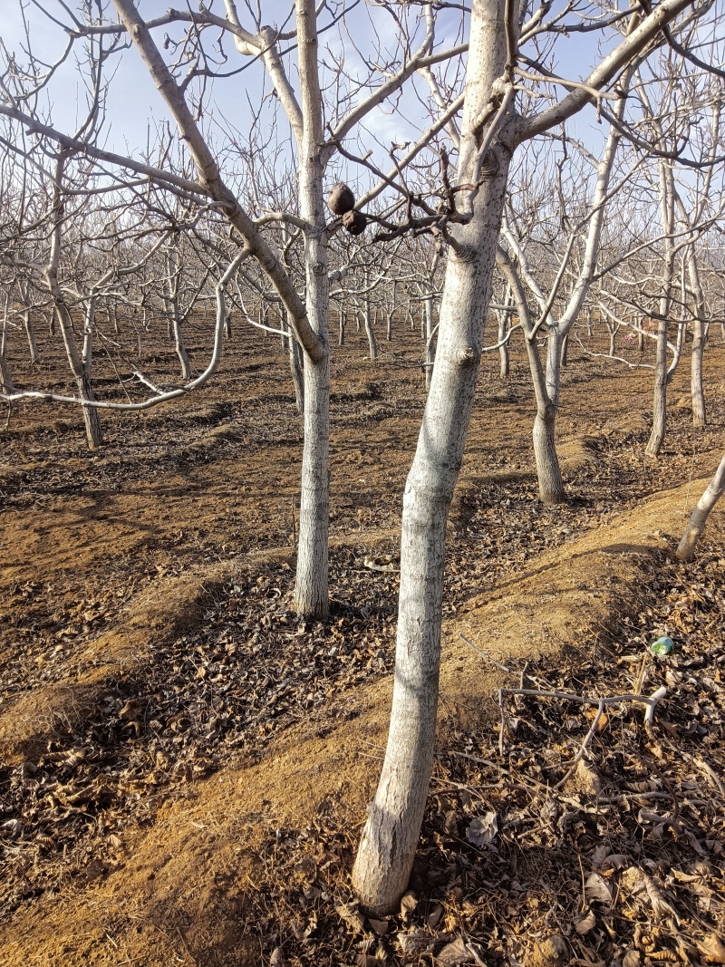 核桃苗嫁接核桃苗占地核桃树苗河北苗圃直发质量保证