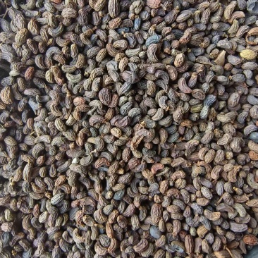 女贞子，自然晒干，颗粒饱满.过风过筛，当年新货。