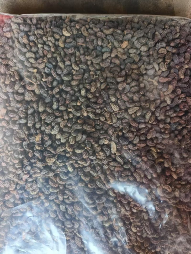 女贞子，自然晒干，颗粒饱满.过风过筛，当年新货。