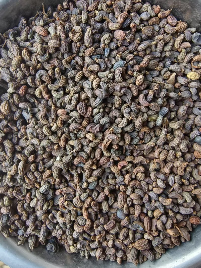 女贞子，自然晒干，颗粒饱满.过风过筛，当年新货。