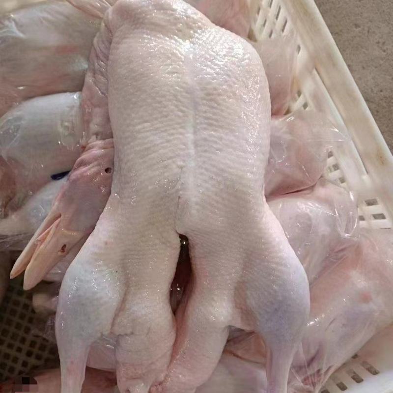 白条鸭