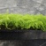 文竹种苗盆栽花卉室内观叶植物四季常青绿植