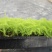 文竹种苗盆栽花卉室内观叶植物四季常青绿植