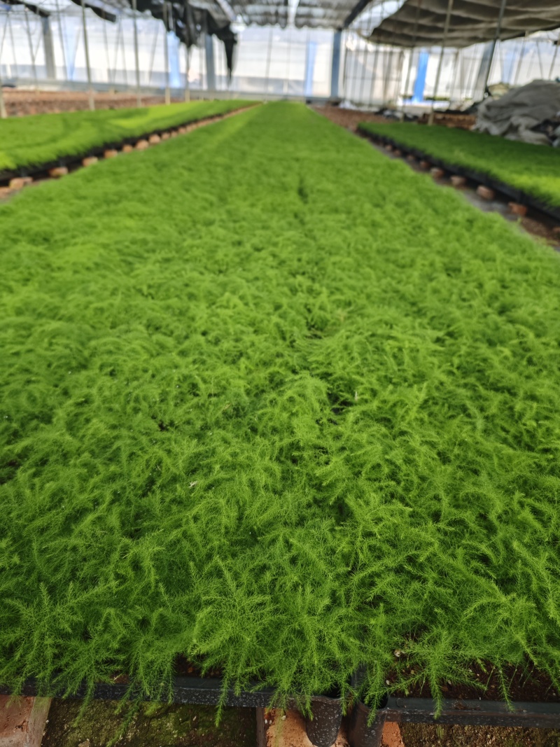 文竹种苗盆栽花卉室内观叶植物四季常青绿植
