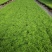 文竹种苗盆栽花卉室内观叶植物四季常青绿植