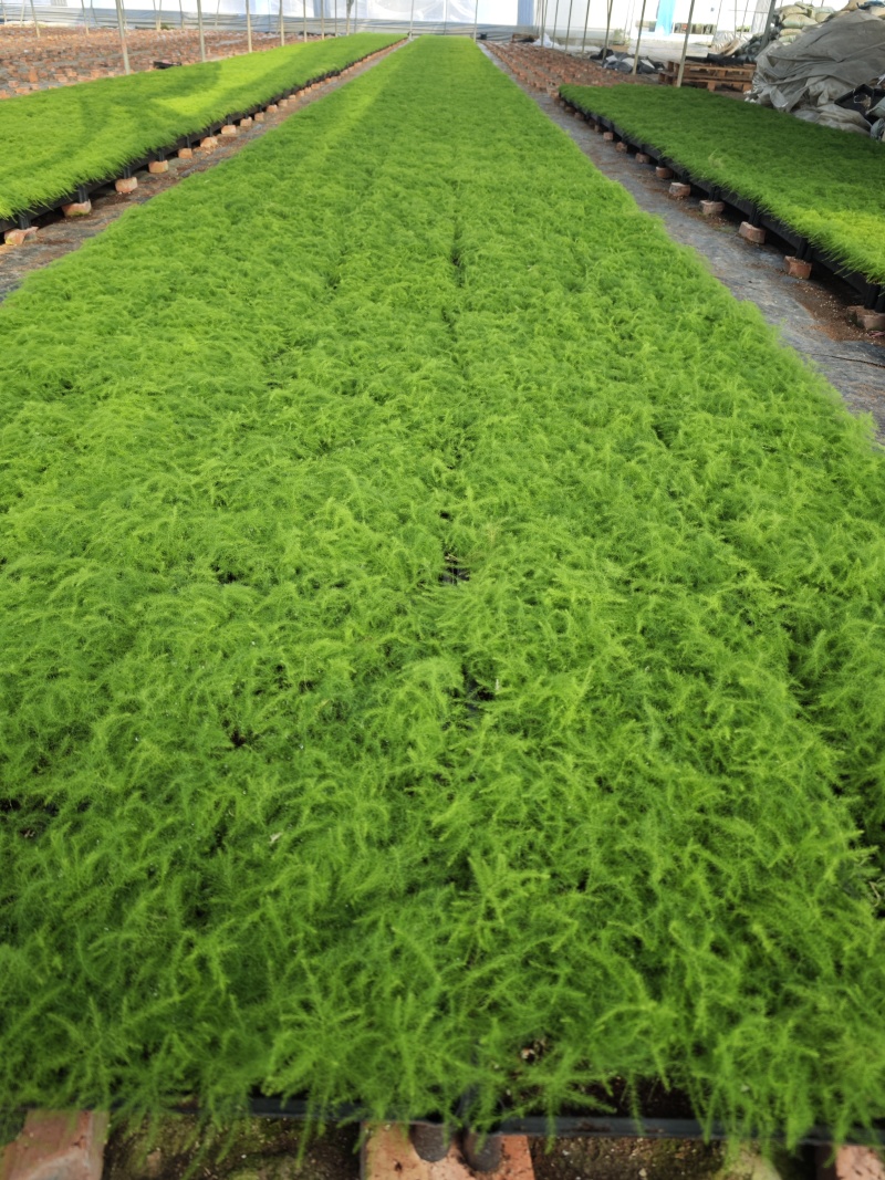 文竹种苗盆栽花卉室内观叶植物四季常青绿植