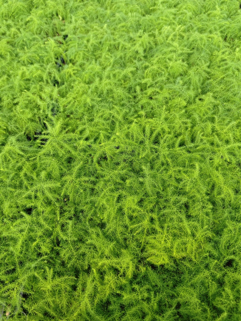 文竹种苗盆栽花卉室内观叶植物四季常青绿植