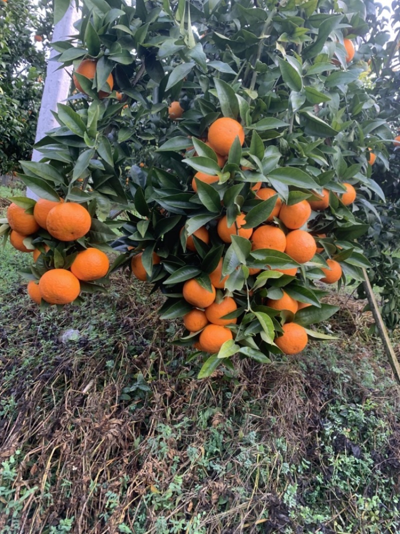 精品沃柑皮薄肉厚颜色火红皮毛好口感纯甜爽口